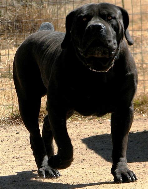 14 best images about King Corso on Pinterest | Mastiff breeds, Mom and ...