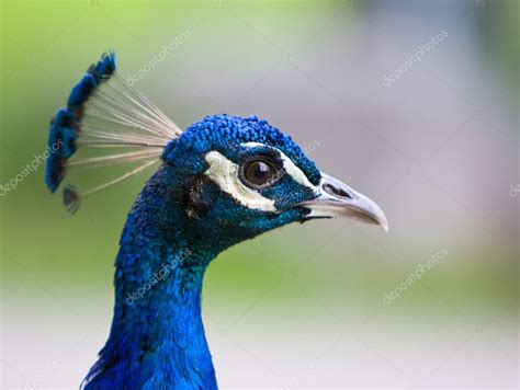 Peacock head closeup — Stock Photo © hfng08 #9458025