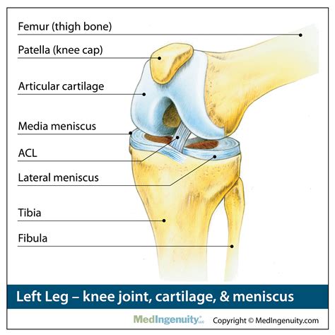 Anatomy Of Knee Joint / The Structure Of The Human Knee Joint Lateral ...