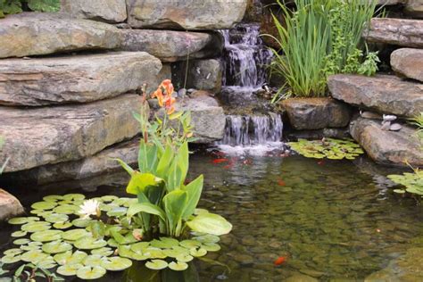 16 Best Plants for Your Koi Pond