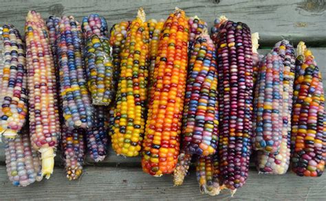 This all-natural native corn is bejeweled with brilliantly colorful kernels