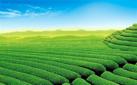 Download Man Made Tea Plantation HD Wallpaper