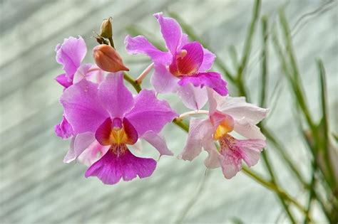 DNA of S’pore’s national flower mapped for the first time, revealing an ...