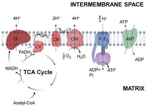 Phosphorylation Atp