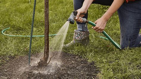 When To Start Watering Trees In Spring | TreeNewal