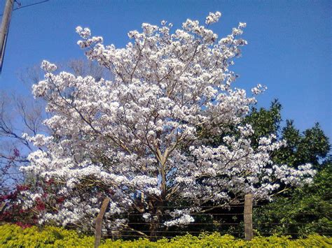 White tree Lapacho | Árvores floridas, Ipê, Arvores