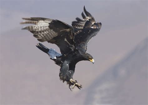 Black Eagle Wallpapers - Top Free Black Eagle Backgrounds - WallpaperAccess