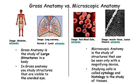 [Solved] What are your thoughts on gross anatomy compared to microscopic... | Course Hero