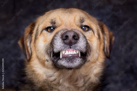 The dog shows teeth. Angry dog is ready to bite. Caution is an evil dog ...