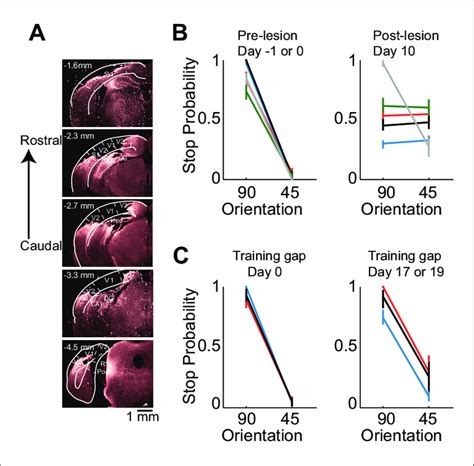 Lesion of visual cortex disrupts behavior. (A) Coronal brain sections ...