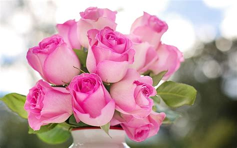 Pink roses, white vase, beautiful pink flowers, roses, buds of roses, HD wallpaper | Peakpx