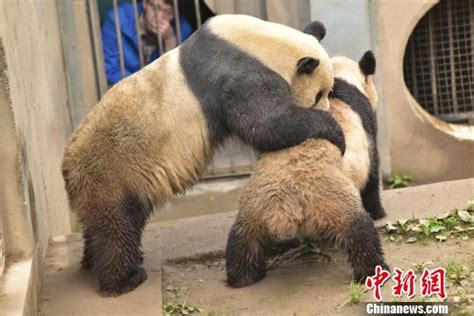 US-born panda Tai Shan takes first step toward fatherhood - China.org.cn