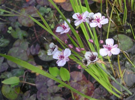 Butomus umbellatus - Merebrook Pond Plants