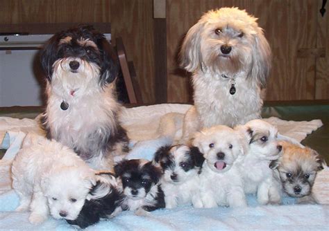 Havanese Dog Breed » Information, Pictures, & More