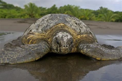 Save the Turtles: Sea Turtle Conservancy in Tortuguero ⋆ The Costa Rica News