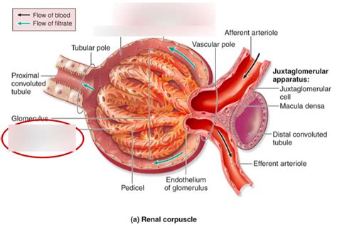 Urinary- Bowman's Capsule Diagram | Quizlet