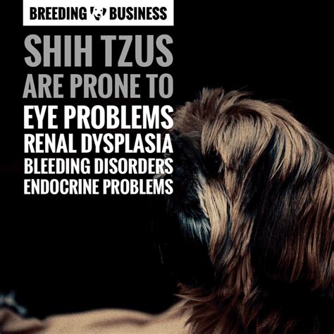 Breeding Shih Tzus — Context, Health and Future of the Breed