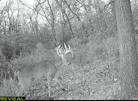 Iowa Hunter Tags 20-Point Buck, Recovers It with His Wife | Outdoor Life