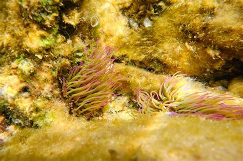 Premium Photo | Anemones on coral in sea