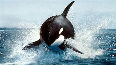 Largest Killer Whale