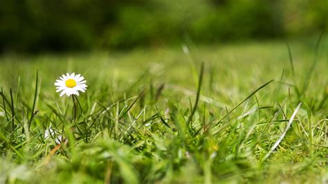 Crabgrass vs quackgrass: top tip for telling these lawn invaders apart | Gardeningetc