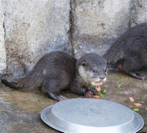 New otter pups make a family of 5 at SB Zoo - Santa Ynez Valley Star