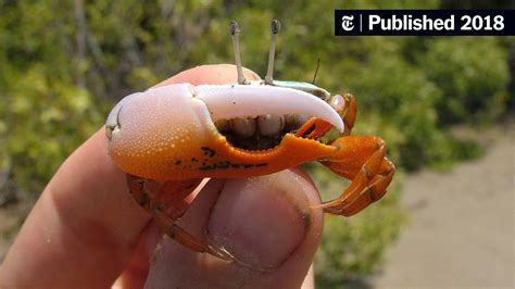 For Fiddler Crabs, ‘Size Does Matter’ - The New York Times