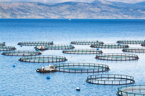 Aquaculture | The Marine Mammal Center