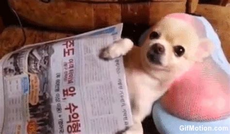 Cute Puppy Gets a Neck Massage Gif - - animated gif #3409349 by raquelgimenes9 on Favim.com