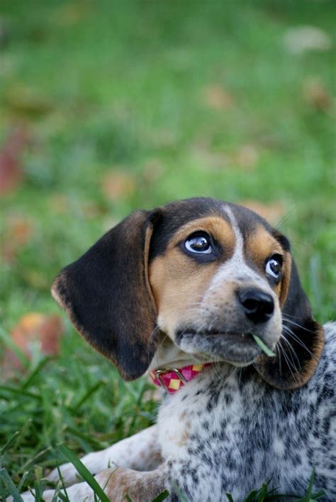 Blue Tick Beagle Puppies | Blue tick beagle, Beagle puppy, Cute beagles