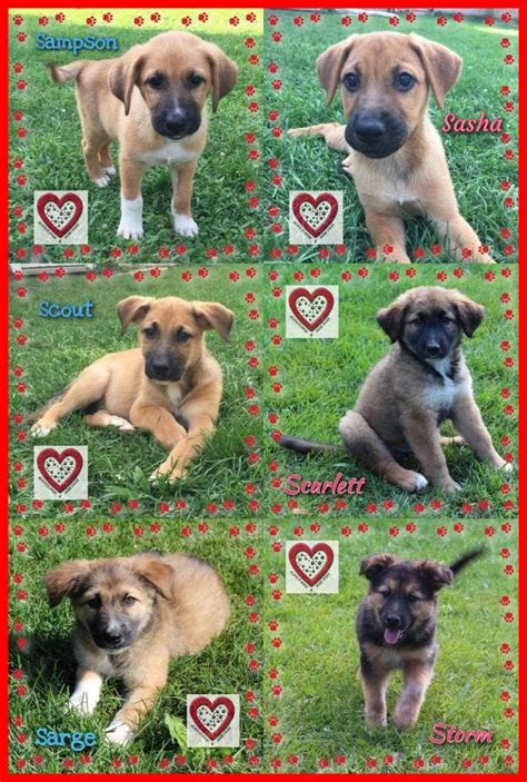 Shepherd Puppies Available 4 Adoption | Wheaton, IL Patch