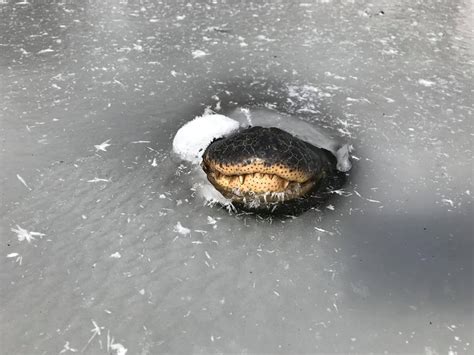 Alligators in Frozen Lakes Stick Their Snouts Out of Ice to Survive - Newsweek