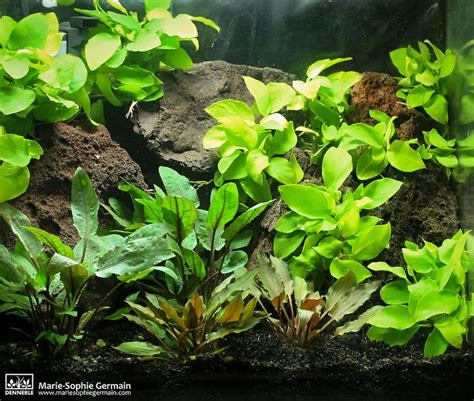 Anubias nana "Gold" | Planted aquarium, Aquascape design, Freshwater aquarium plants