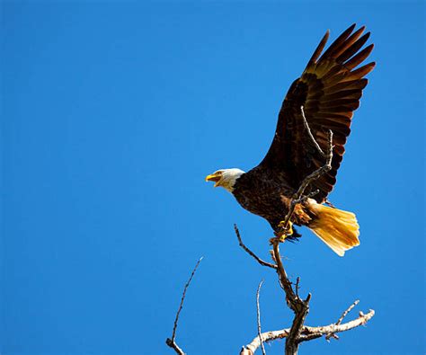 Bald Eagle Landing Stock Photos, Pictures & Royalty-Free Images - iStock