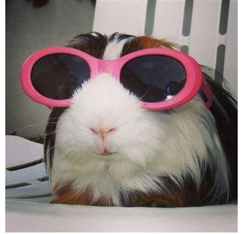 Guinea pig w/ pink sunglasses :) | Guinea pigs, Cute guinea pigs, Funny ...