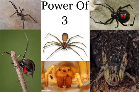 3 Deadliest Spiders – The BluePrint