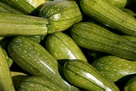 Zucchini, come coltivarli dalla SEMINA al raccolto - Passione in verde