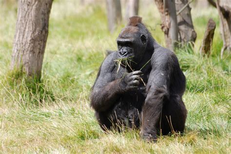 'Cheating' gorillas show clever puzzle-solving, World News - AsiaOne