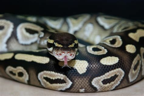 Mojave Ball Python Tongue Photograph by Kevin Batchelor Photography