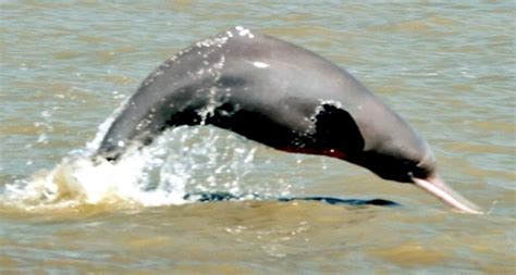 Ganges River Dolphin – "OCEAN TREASURES" Memorial Library