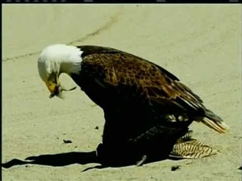 Eagle Versus Owl Caught On Camera in Parksville - YouTube