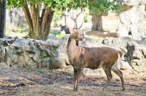 Eld s deer stock photo. Image of animals, horn, grass - 51954048