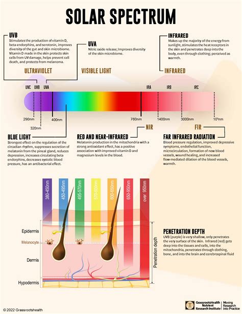 What Happens in Your Body When You Are Exposed to Full-Spectrum Sunlight? - GrassrootsHealth