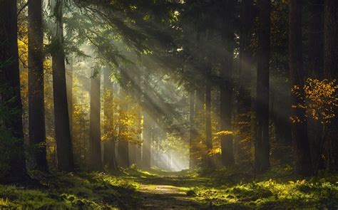 sun Rays, Morning, Forest, Path, Mist, Trees, Grass, Nature, Landscape Wallpapers HD / Desktop ...