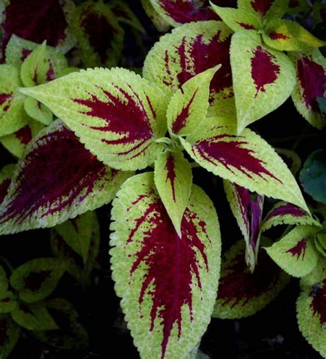 hardy garden flowers_Coleus plants.jpg (1 comment) Hi-Res 720p HD