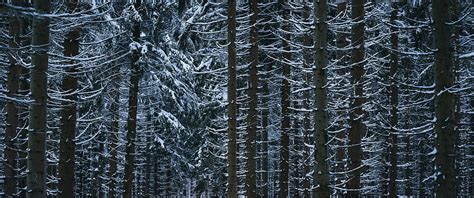 Winter, Snow, Trees, Forest - Winter 1440p -, 3440X1440 Winter HD ...