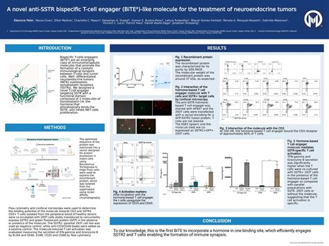 A novel anti-SSTR bispecific T-cell engager (BiTEÂ®)-like molecule for the treatment of ...