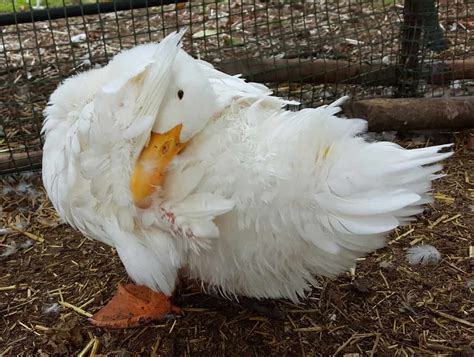 Raising Ducks for Eggs | Top 13 Duck Breeds | A Farm Girl in the Making