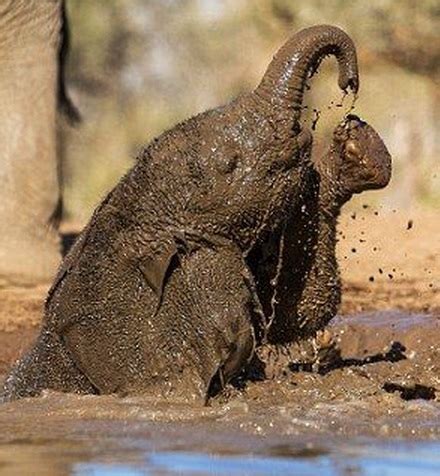 Top 10 Dirty Animals Covered in Mud