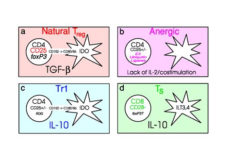 Different Types of Regulatory T Cells